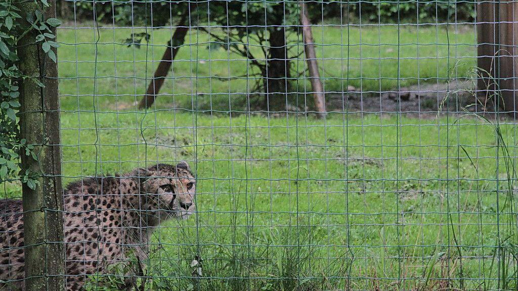 In den letzten Monaten büxten im Salzburger Zoo Geparden und ein Luchs aus.