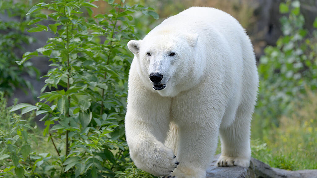 Eisbären, Schönbrunn