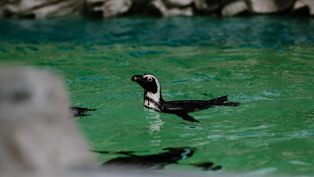 Zoo Salzburg, Brillenpinguin, Pinguin