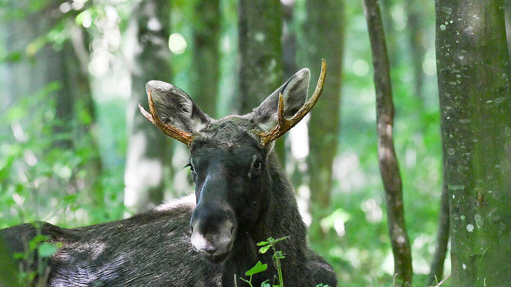 "Emil" in einer Wanderpause in Oberösterreich.