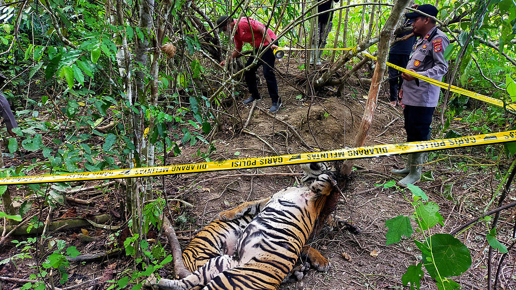 Sumatra-Tiger