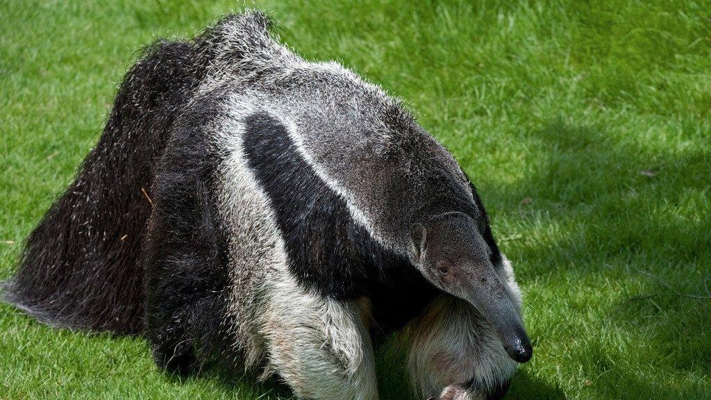 Die Erdmännchen sind die beliebtesten Tiere in Schönbrunn