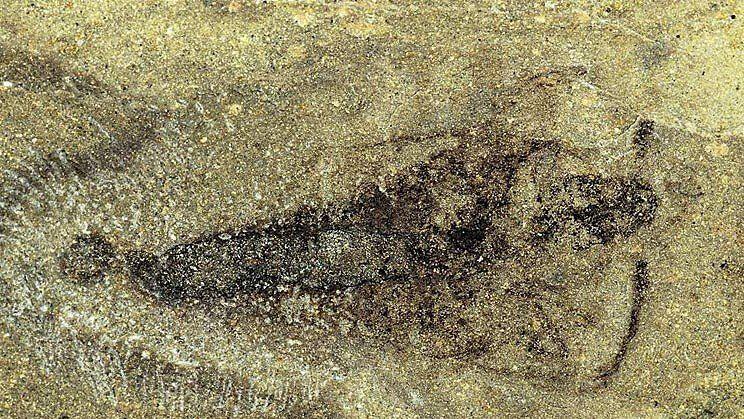Strudiella devonica: Fossil ist 360 Millionen Jahre alt.