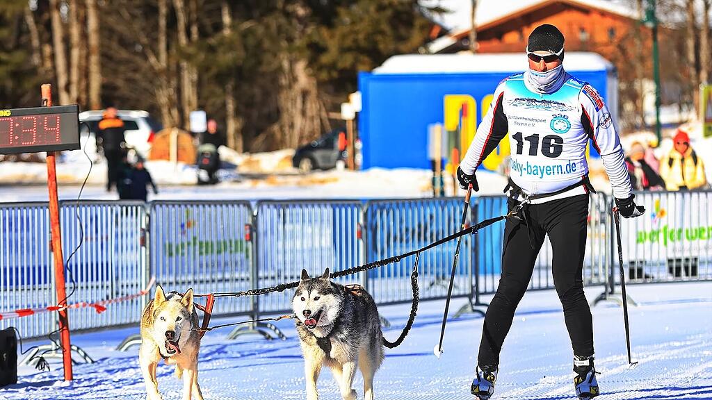 25. Hundeschlittenrennen in Werfenweng