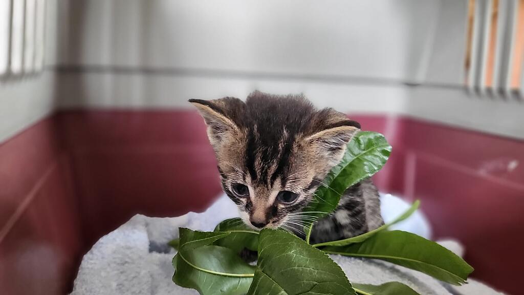 Ausgesetzte Katzen Pfotenhilfe