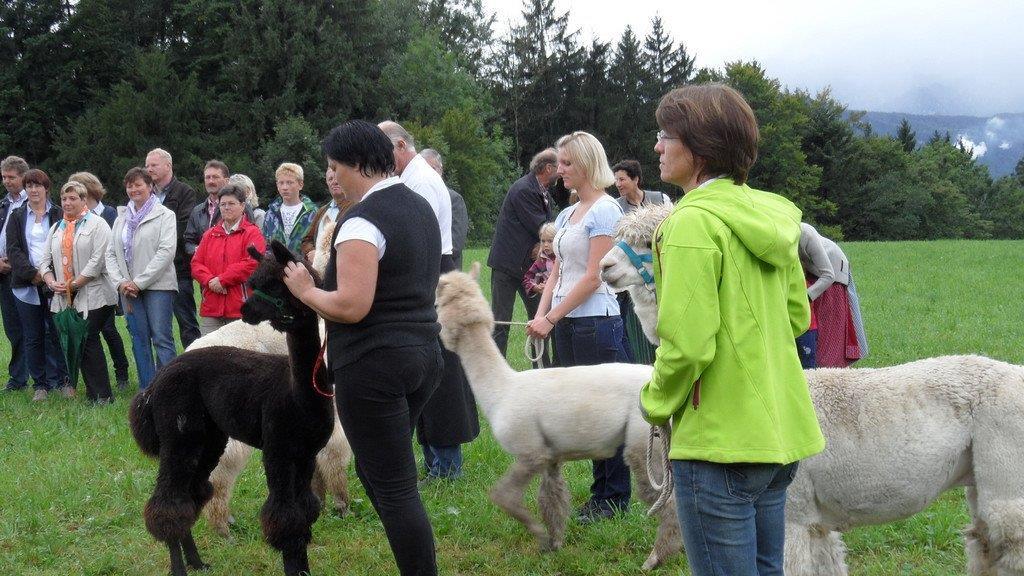 Alpaka-Fest in Adnet