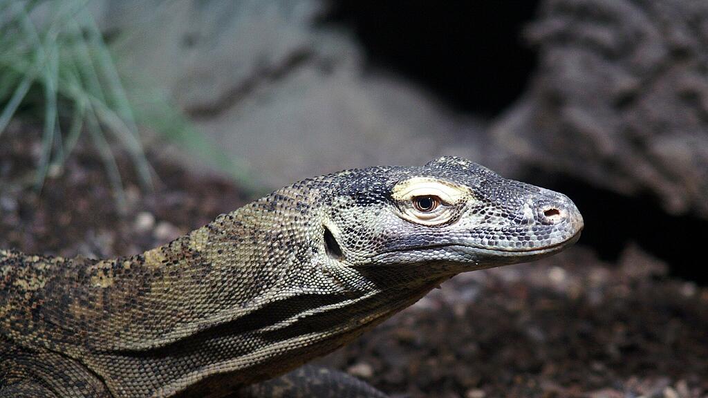 SB: Komodowaran, Komododrache, Riesenechse,