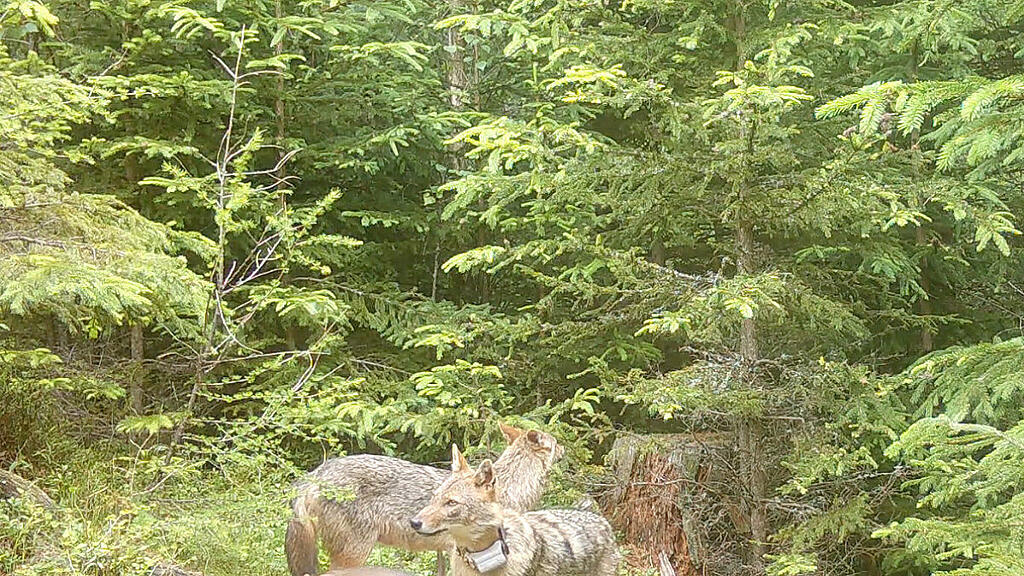 Die Goldschakal-Jungfamilie tappte in den Hohen Tauern in die Fotofalle