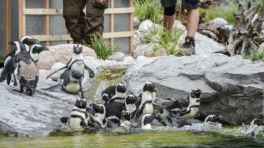 Brillenpinguine, Zoo Salzburg