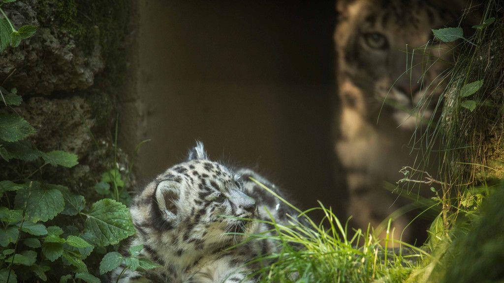 Schneeleoparden im Zoo