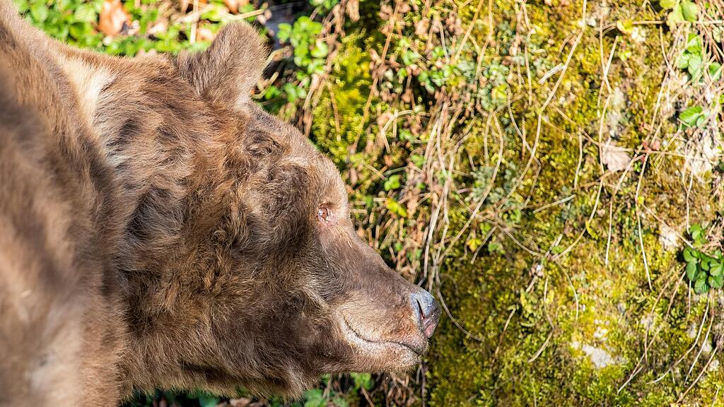 Salzburger Braunbär Aragon läutet den Frühling ein