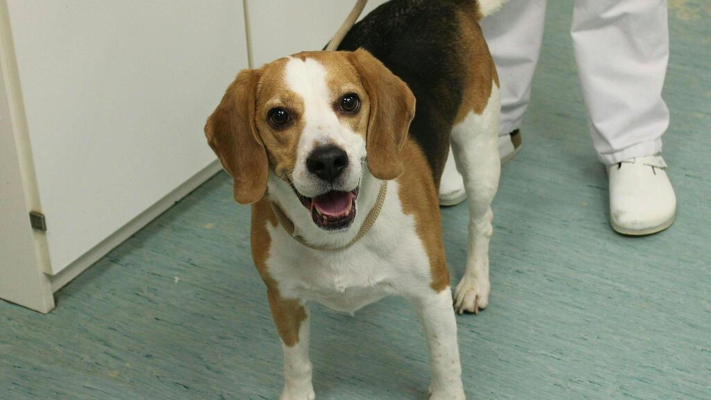 Beagle