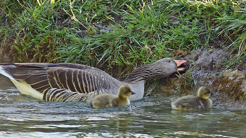 Enten Leopoldskron