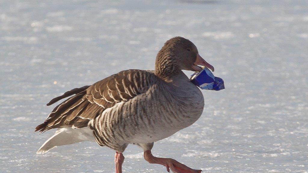 Leopoldskroner Weiher: Gans quält sich mit Getränkedose