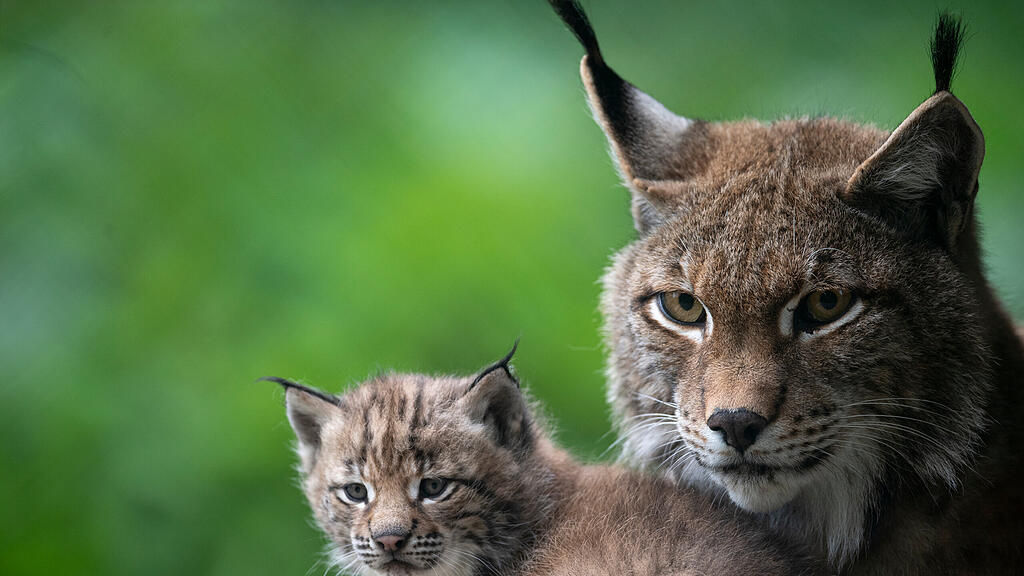 Baby-Luchs, Ferleiten