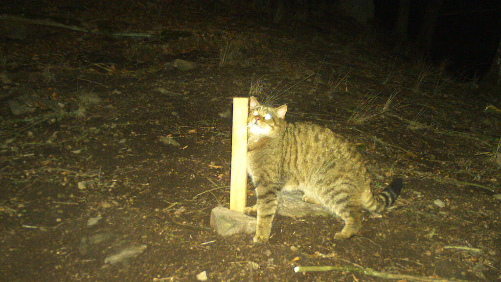 Wildkatzen-Population in der Wachau nachgewiesen