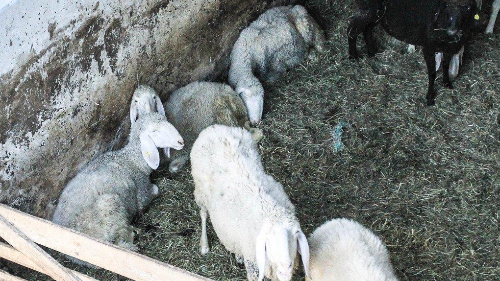 Verwahrloste Tiere in OÖ