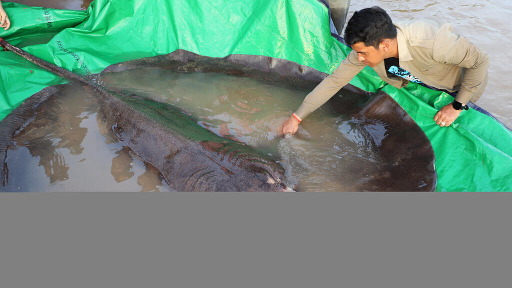 Größter Süßwasserfisch der Welt