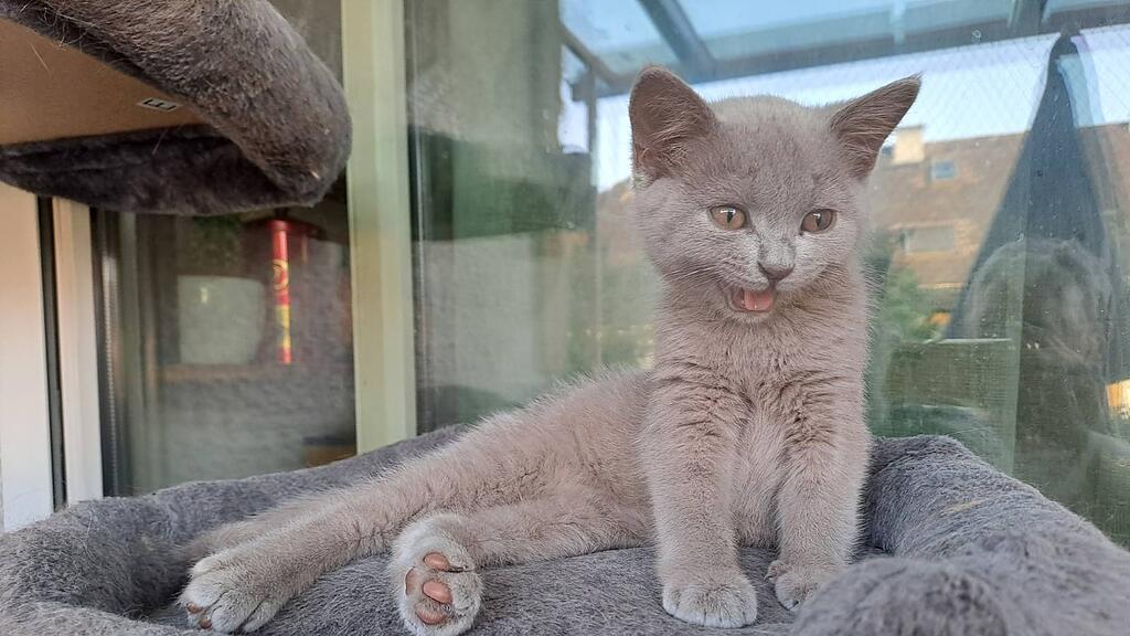 Weltkatzentag 2024