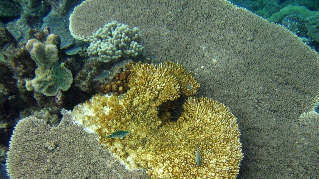 Great Barrier Reef