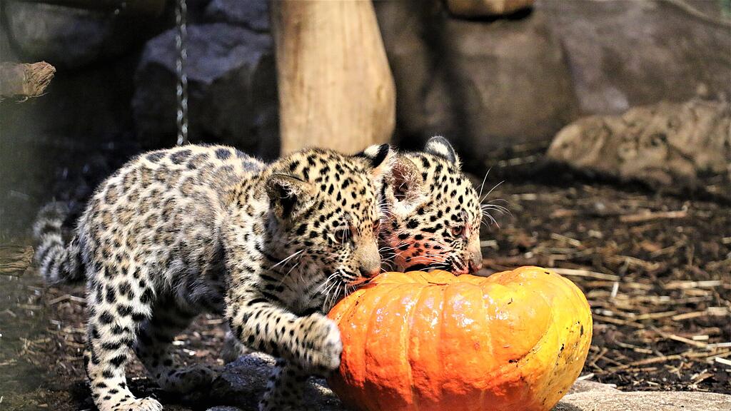 Kürbis Ahoi im Zoo Salzburg
