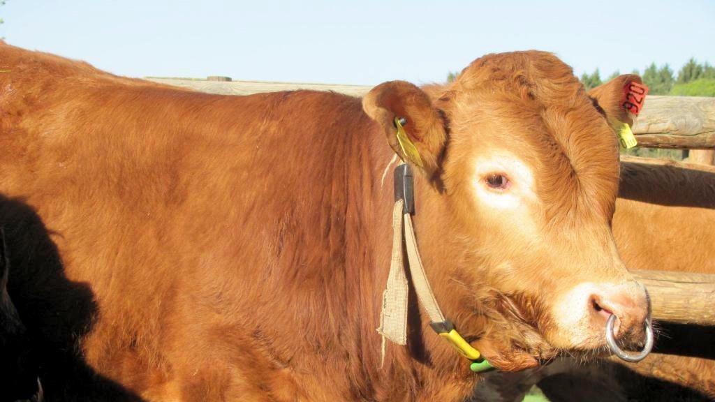 Die beeindruckensten Tierbilder KW 17