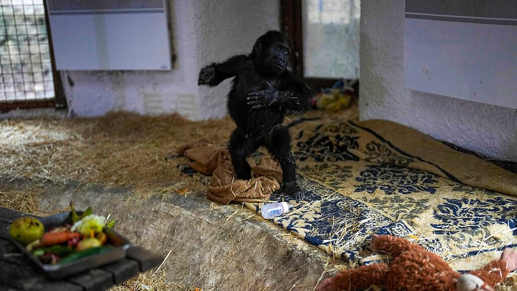 Gorillababy am Istanbuler Flughafen