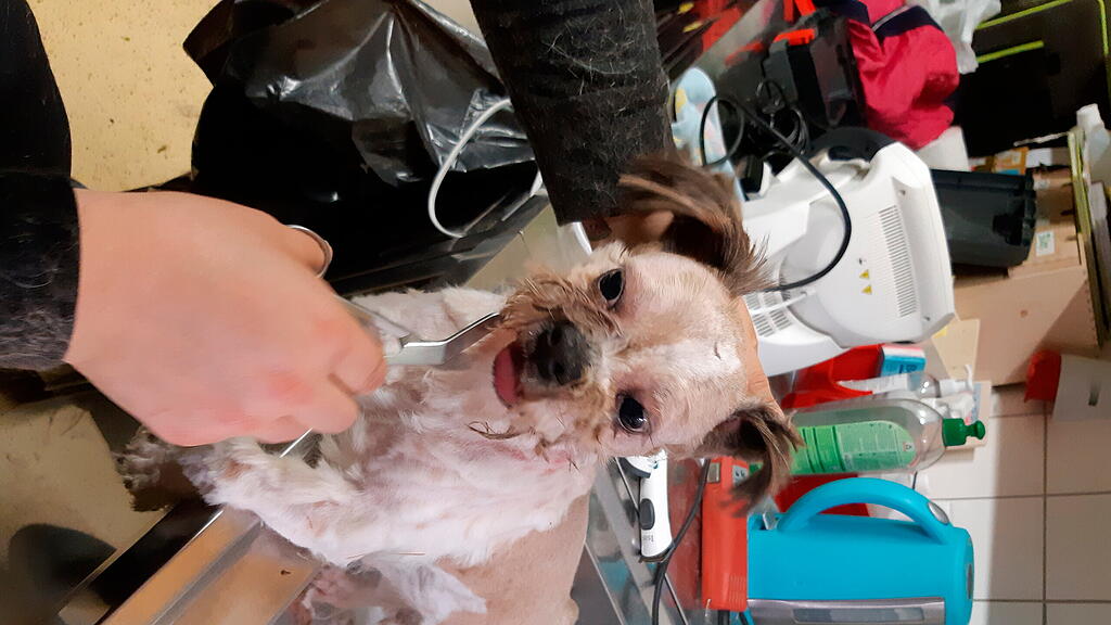 Verwahrloster Hund in Wald ausgesetzt