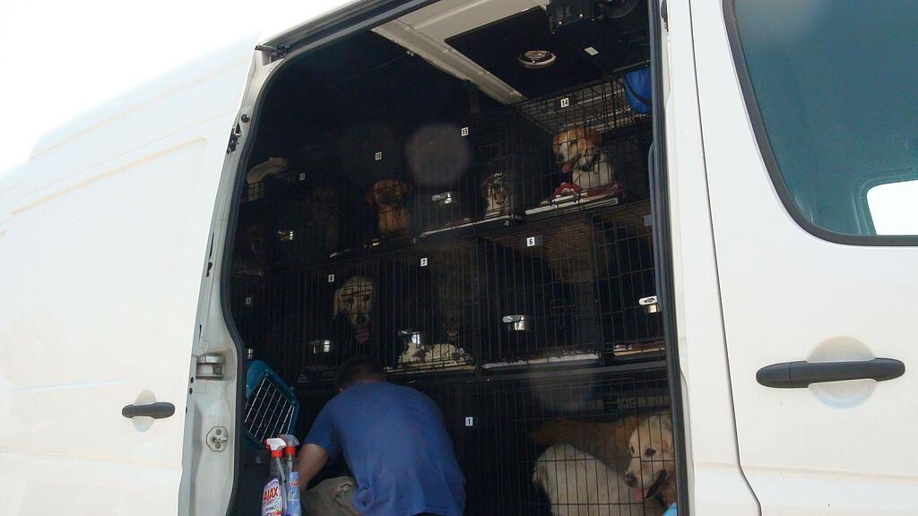Die Hunde waren in den Transporter gepfercht.