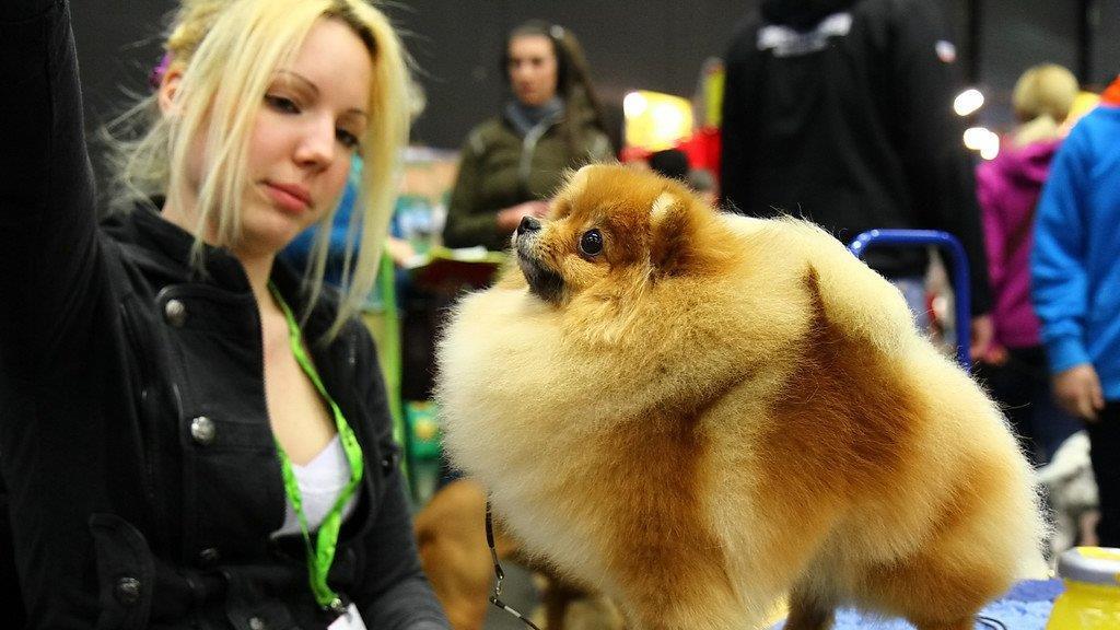 Festival der Hunde im Messezentrum Salzburg