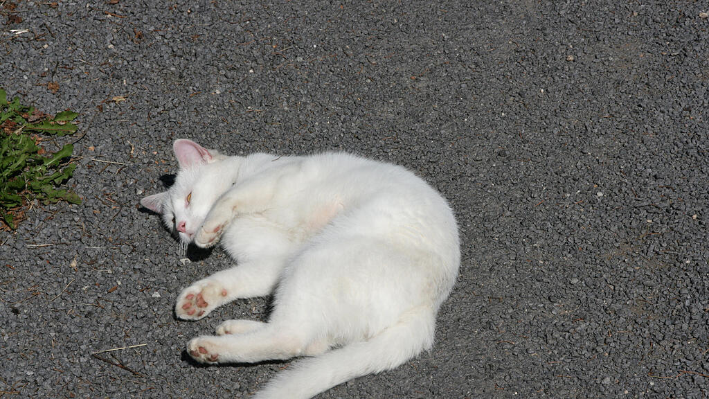 Katze