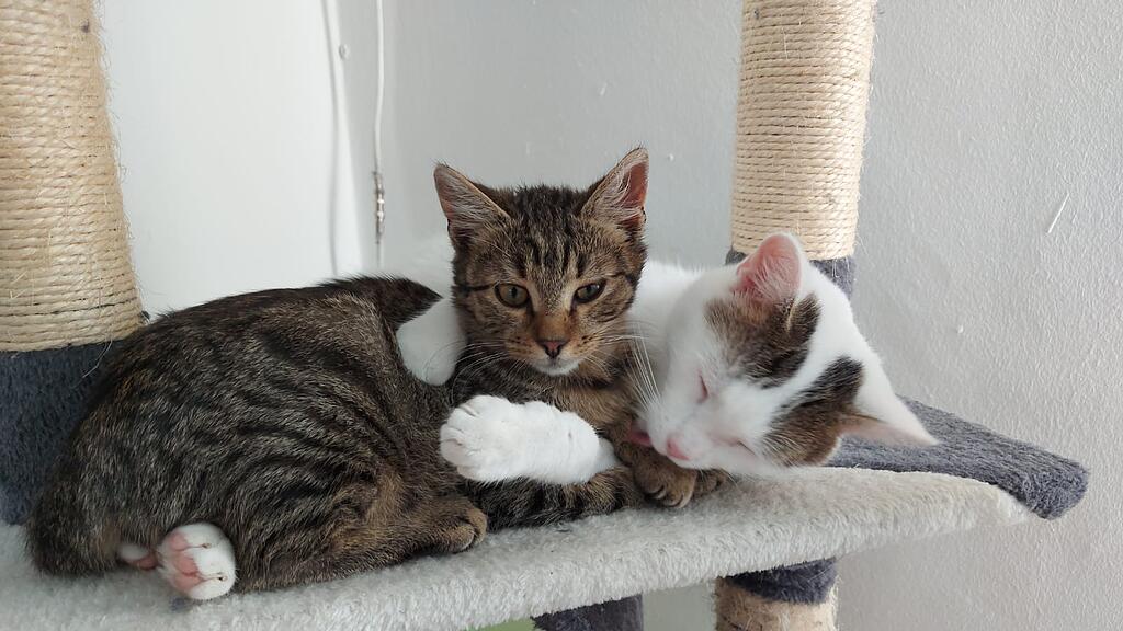 Weltkatzentag 2022