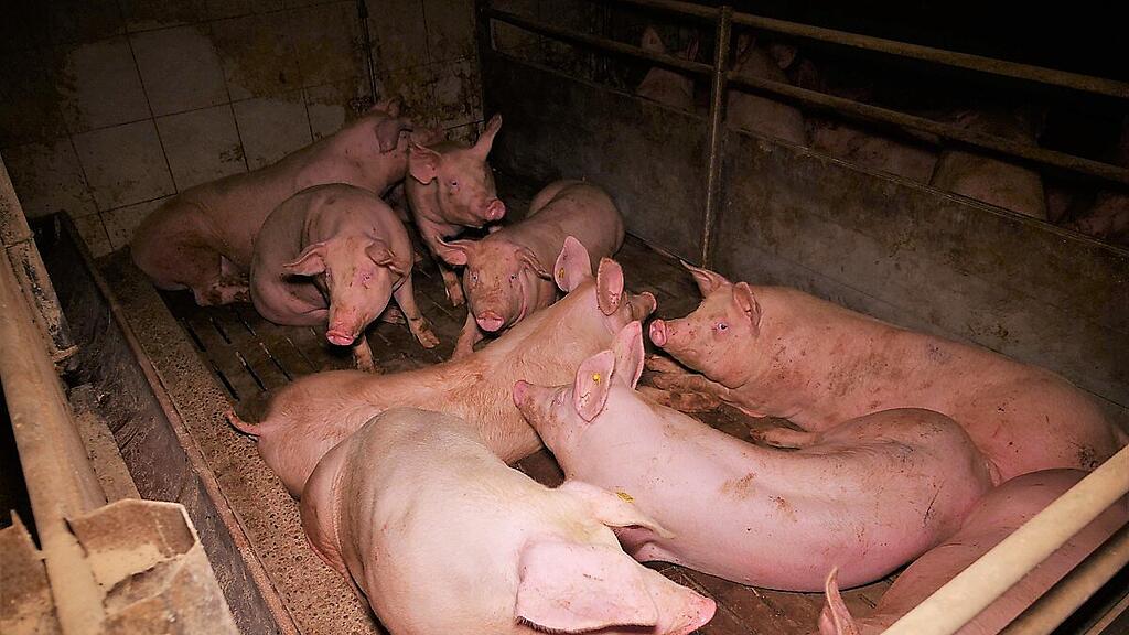 Verein gegen Tierfabriken erstattete Anzeige