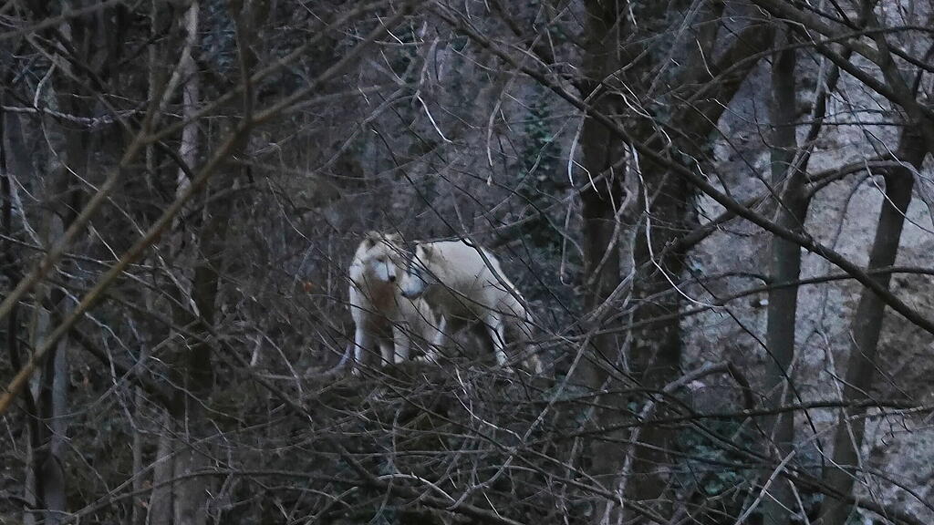 Esche durchbricht Zaun im Zoo Salzburg