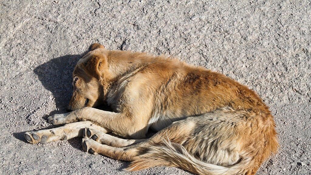 Nur wenige Tage nach der tödlichen Giftattacke auf einen Hund in Oberndorf ist ein neuer Fall in Laufen bekannt geworden.