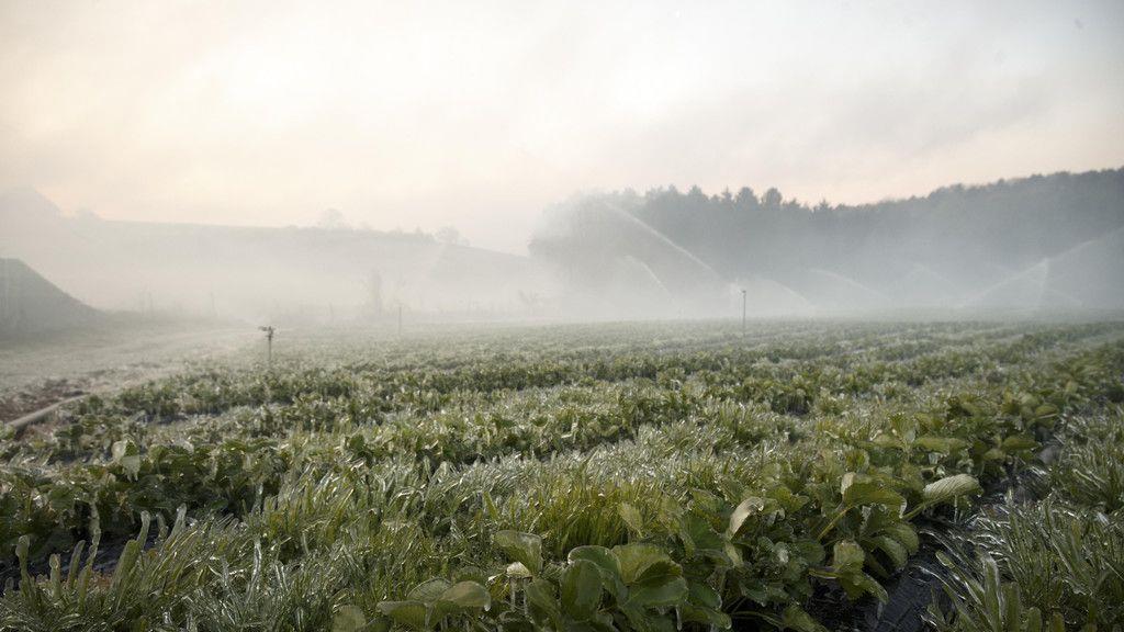 Bauern kämpfen gegen Frost