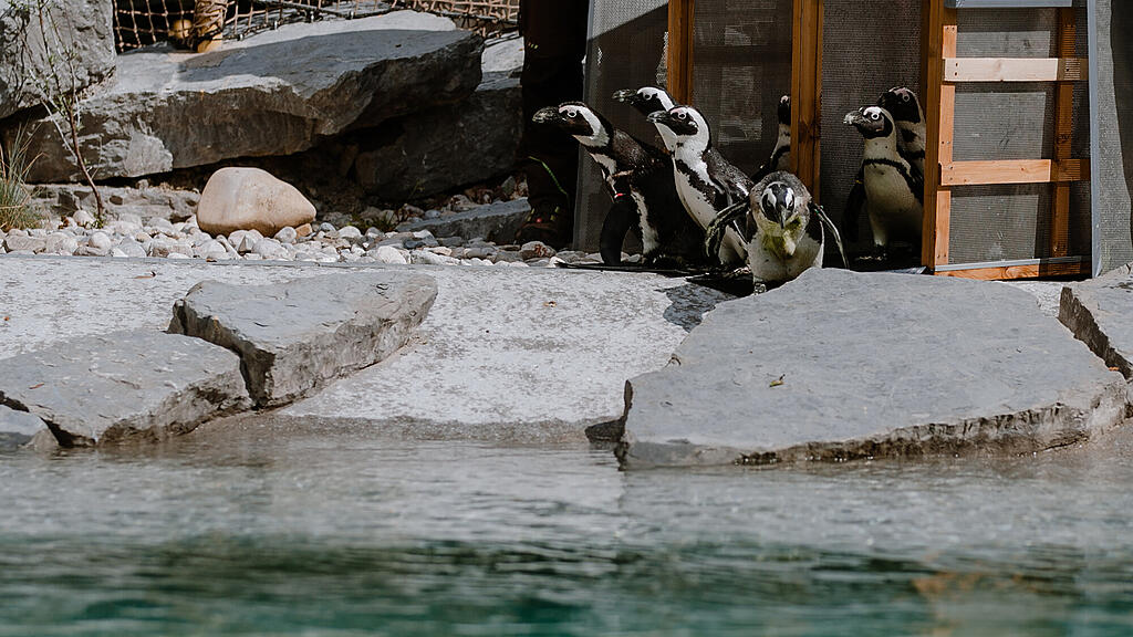 Zoo Salzburg, Brillenpinguin, Pinguin