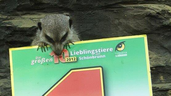 Die Erdmännchen sind die beliebtesten Tiere in Schönbrunn