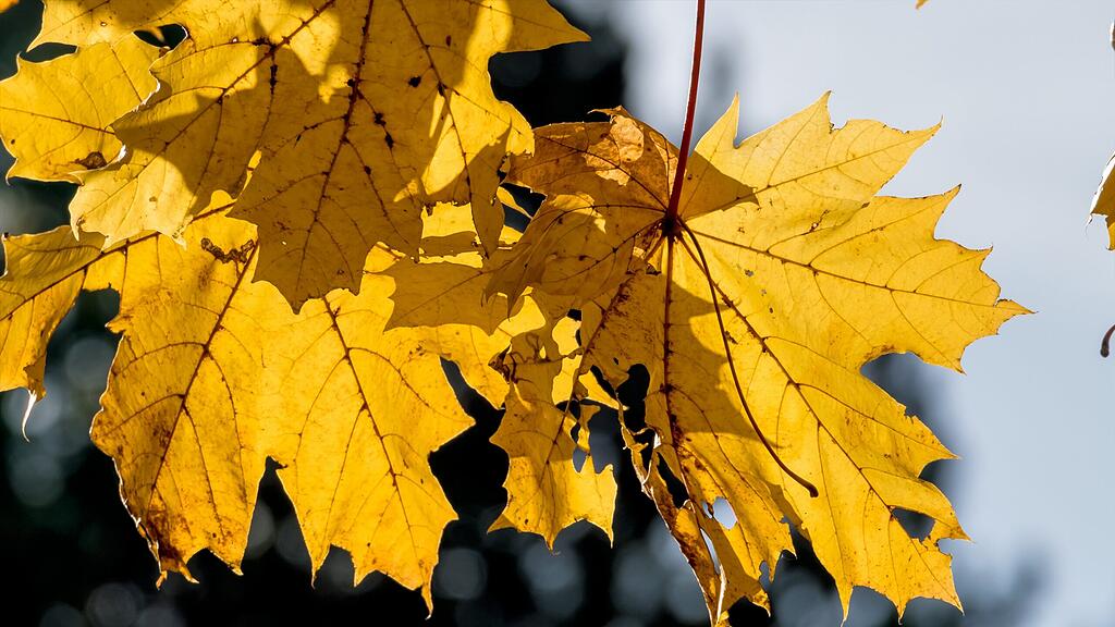 Der Herbst zeigt sich zu Beginn von seiner schönen Seite.