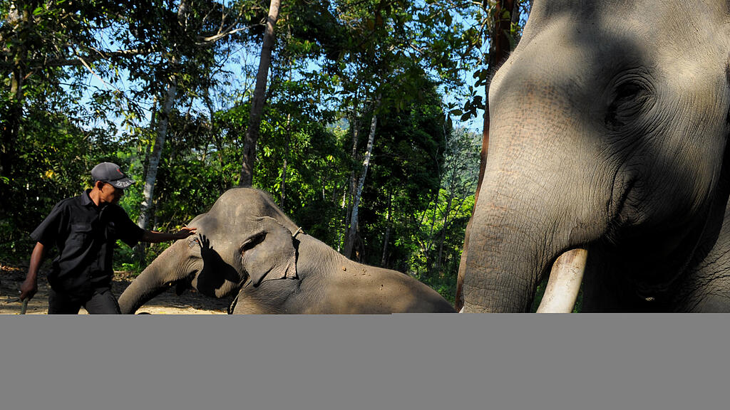 Sumatra Elefant, SB