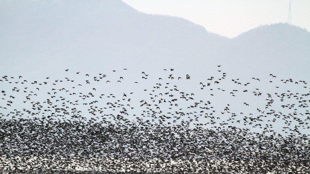 Tierbilder der Woche KW 52