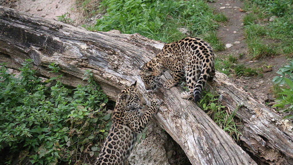 Jaguarnachwuchs