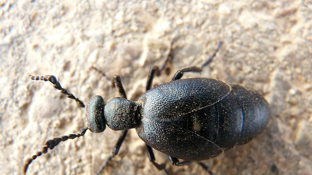 symb_Schwarzblauer Ölkäfer, symb_Ölkäfer