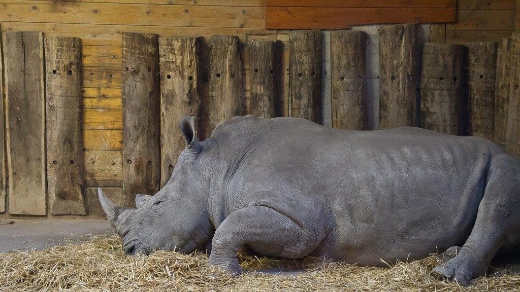 Frühlingserwachen im Salzburger Zoo