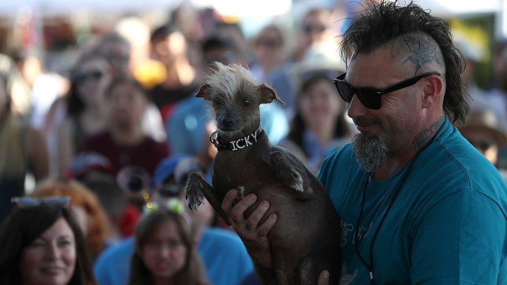 Wahl zum "Hässlichsten Hund"