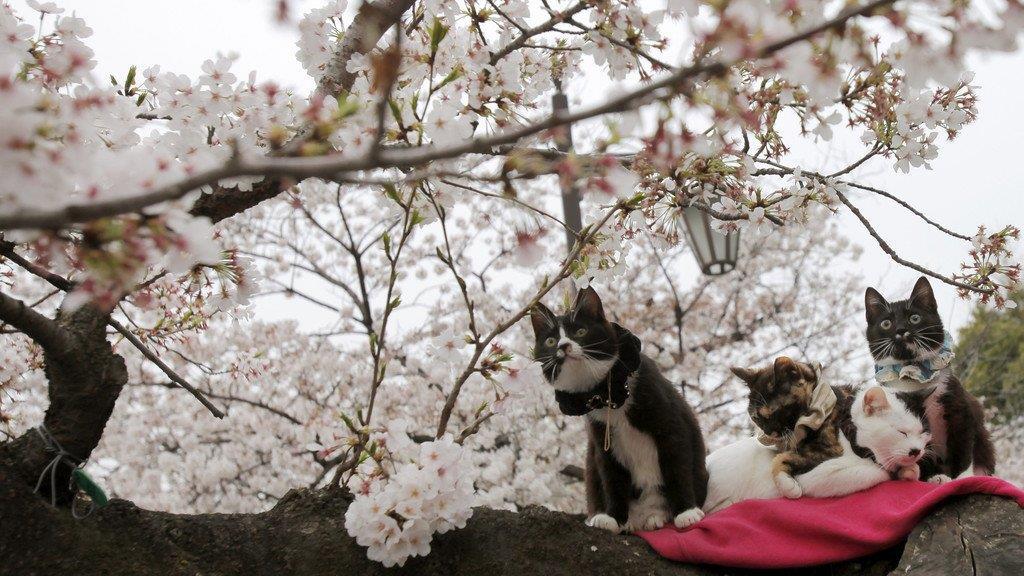 Kirschbäume in Japan in voller Pracht