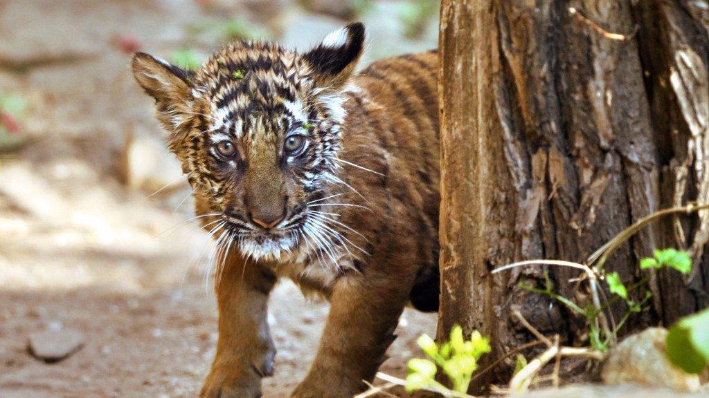 Die besten Tierbilder der Woche KW 40