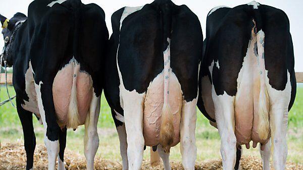 IG Milch fordert die Wiedereinführung einer Quotenregelung