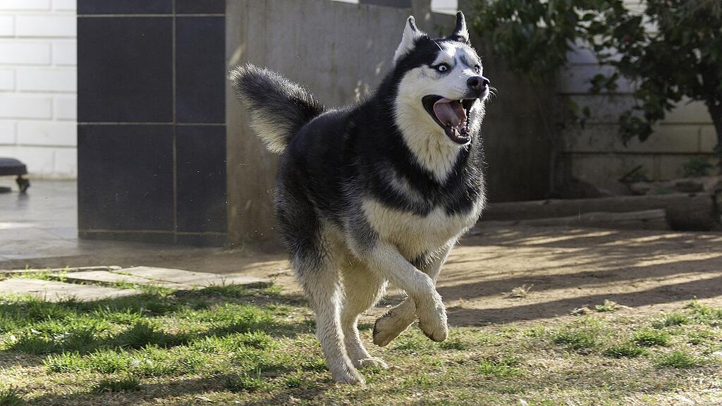 Symb_Husky Symb_Hund