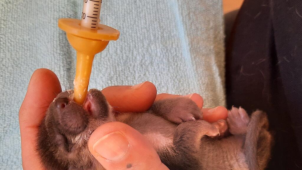 Marder-Babys_Oberndorf